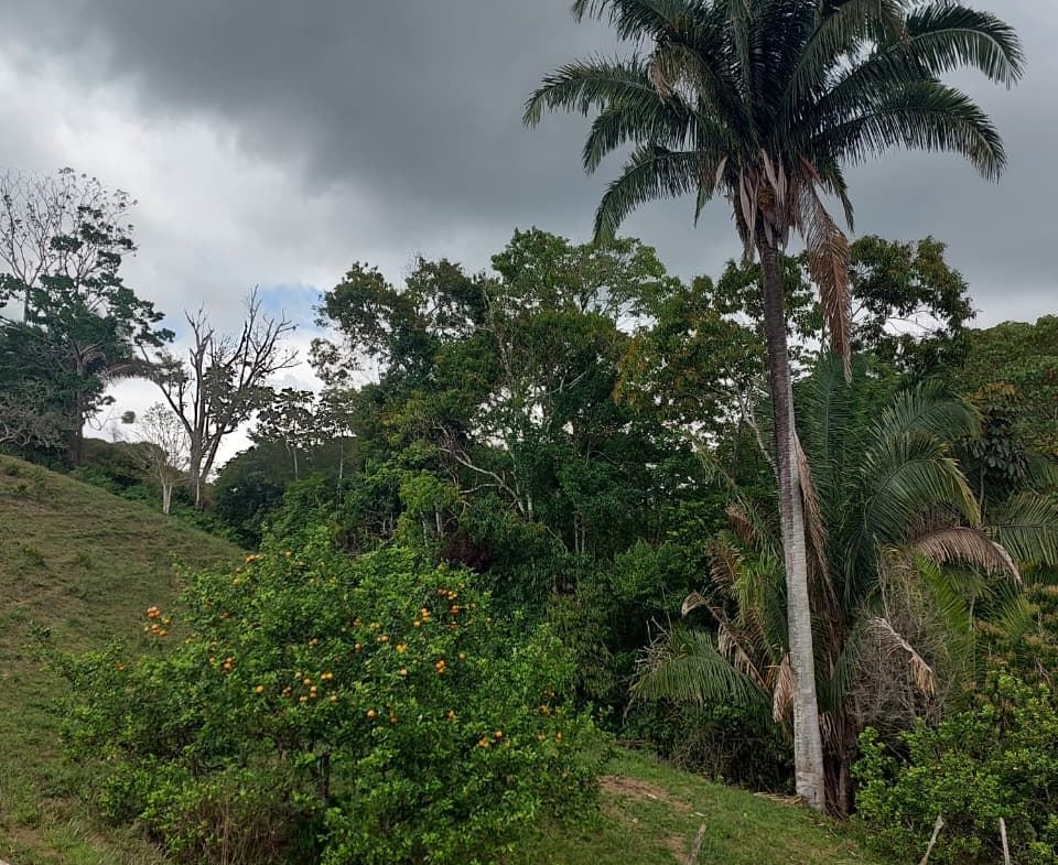 Dark storm clouds over a tropical landscape with a tall palm tree and an orange tree in the foreground on a grassy hillside.