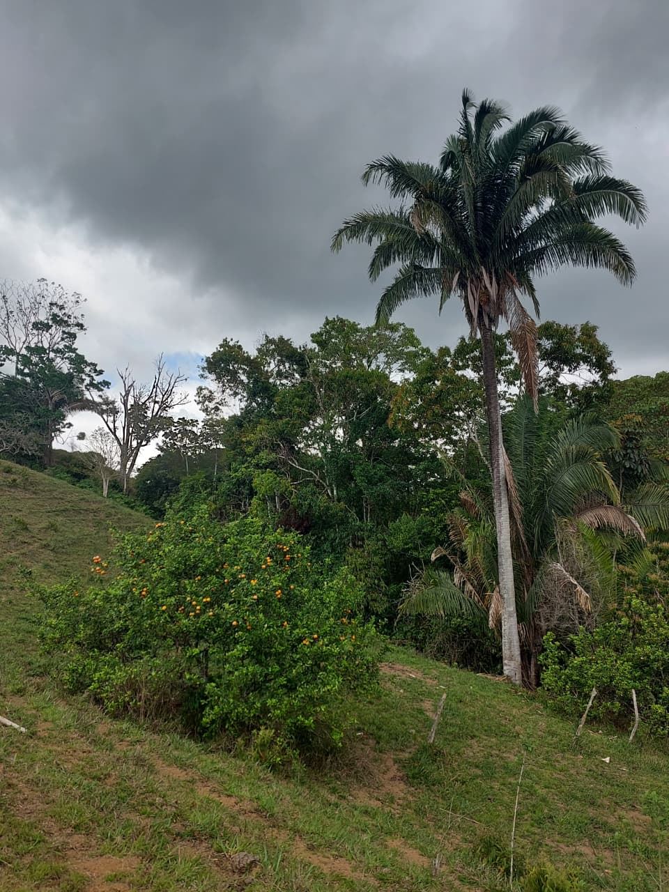 Dark storm clouds over a tropical landscape with a tall palm tree and an orange tree in the foreground on a grassy hillside.
