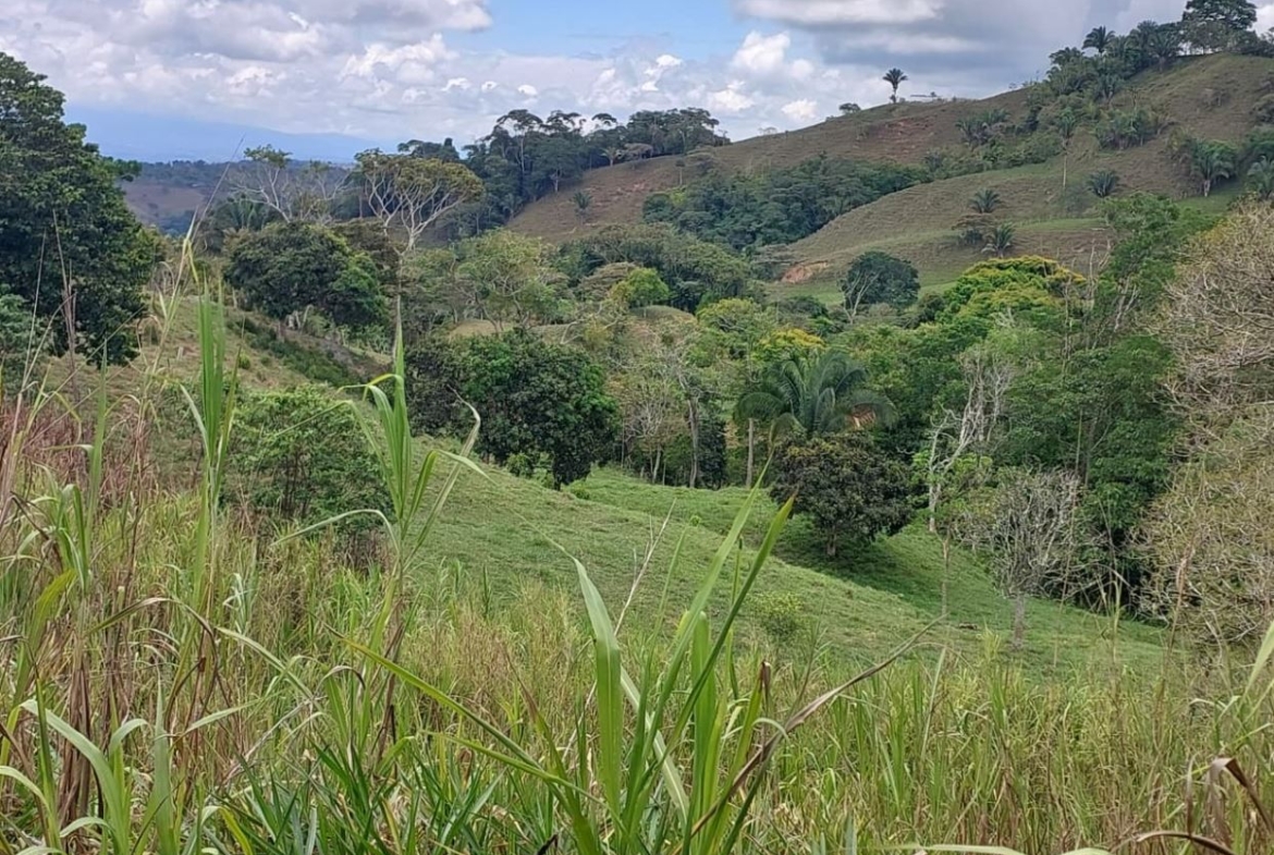 A lush tropical hillside landscape with grassy foreground, scattered trees, and rolling green hills under a partly cloudy sky