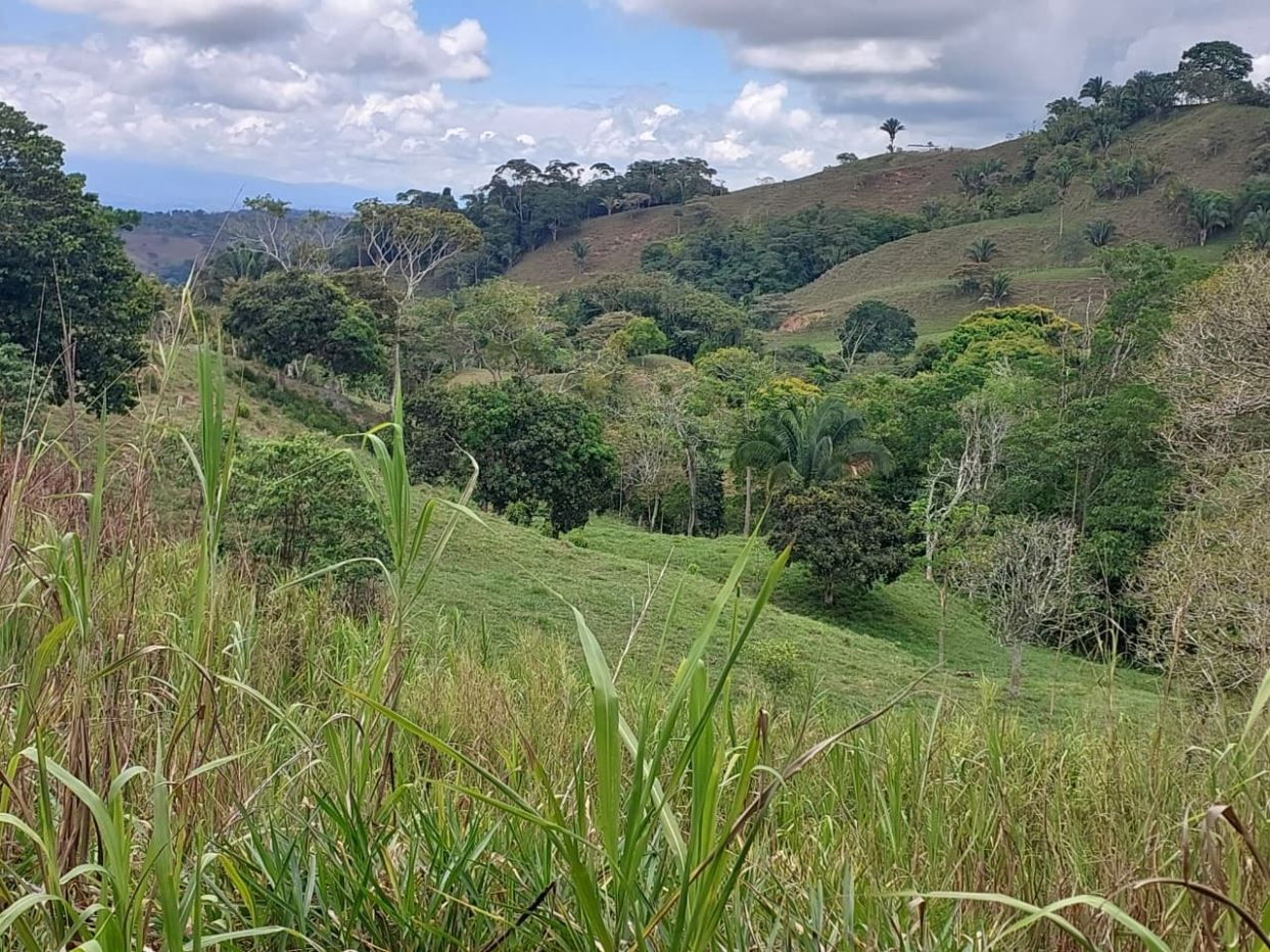A lush tropical hillside landscape with grassy foreground, scattered trees, and rolling green hills under a partly cloudy sky