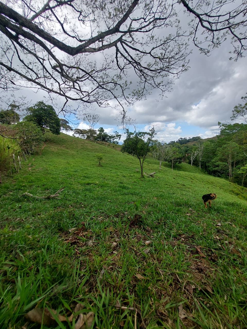 Hilly green field with scattered trees under a cloudy sky; a small dog on the right edge.