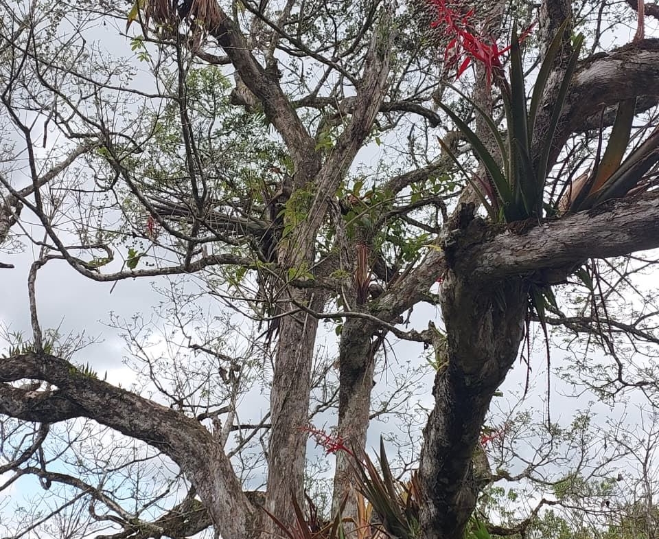 Tree with twisted branches hosting epiphytic plants, including red bromeliads, against a cloudy sky
