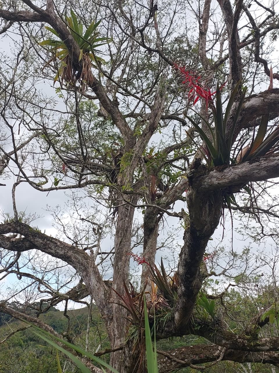 Tree with twisted branches hosting epiphytic plants, including red bromeliads, against a cloudy sky