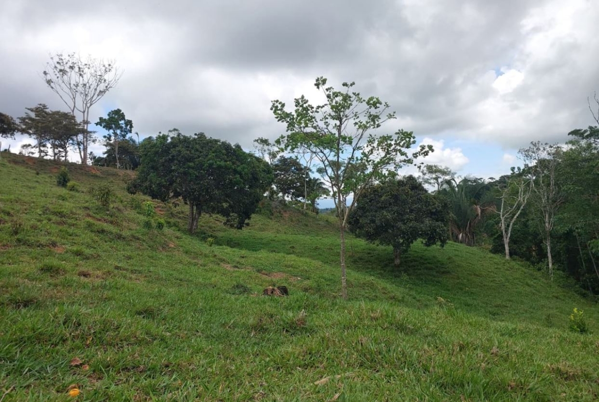 Green hillside with scattered trees under a cloudy sky, a rural landscape.