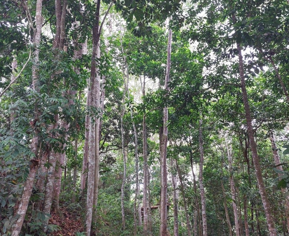Dense forest with tall, pale-barked trees and a leaf-covered ground path under a green canopy