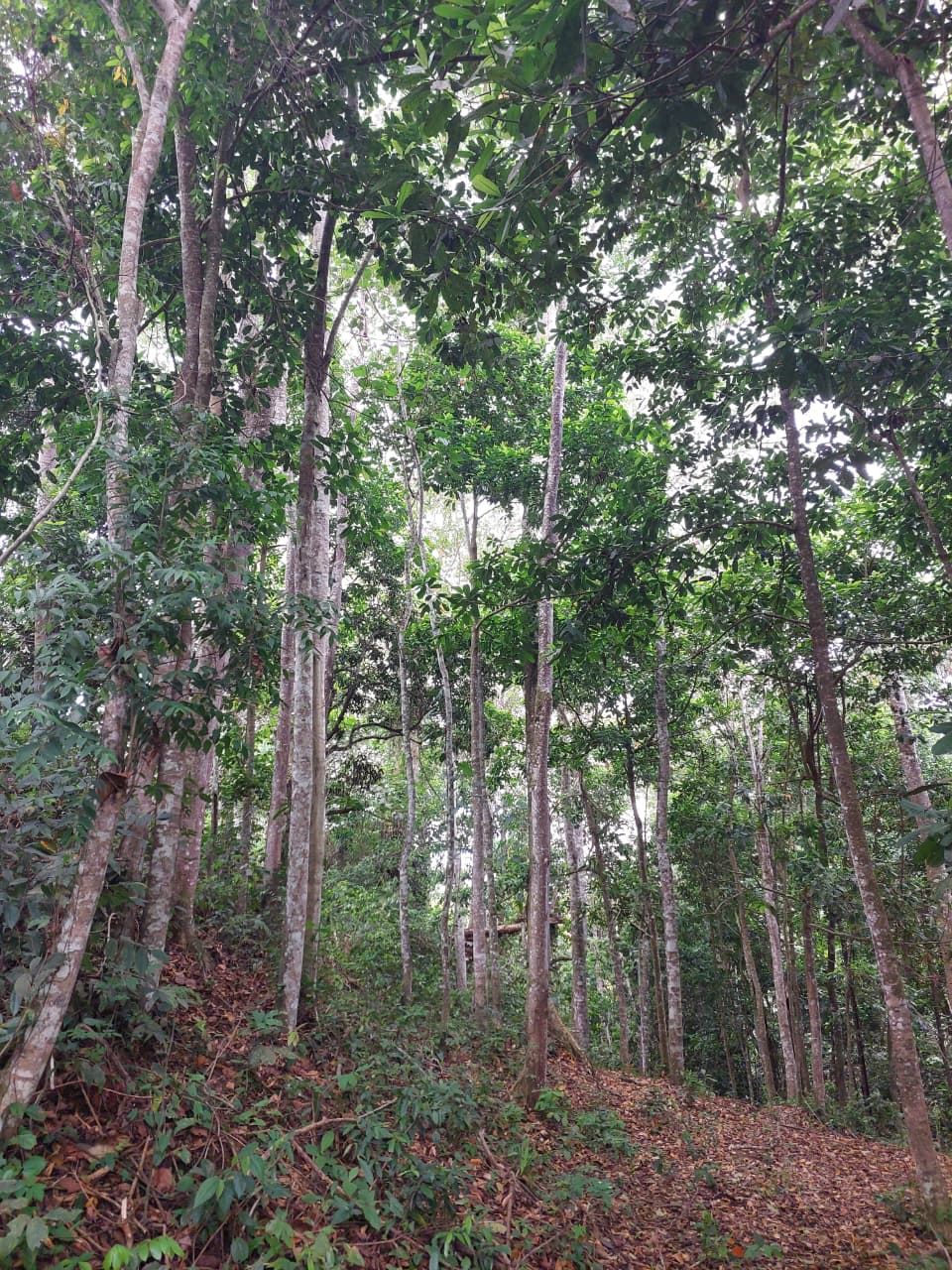 Dense forest with tall, pale-barked trees and a leaf-covered ground path under a green canopy