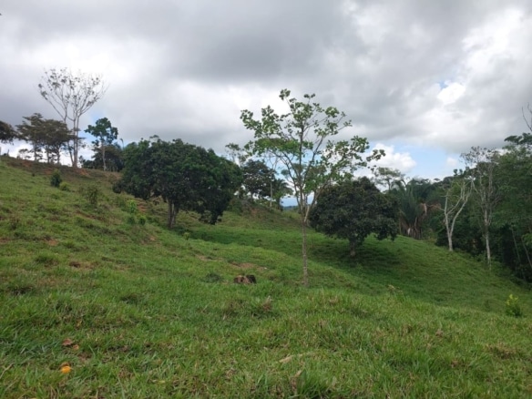 Green hillside with scattered trees under a cloudy sky, a rural landscape.