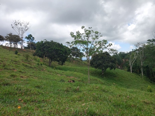 Green hillside with scattered trees under a cloudy sky, a rural landscape.