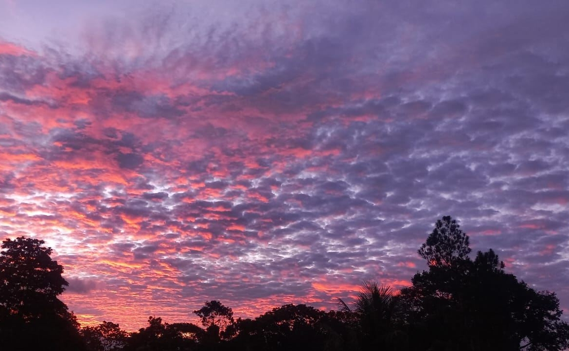 Silhouetted trees against a vibrant sunset sky with pink and purple clouds over a dark treeline.