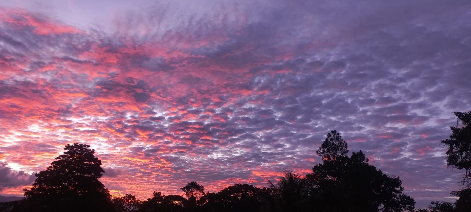 Silhouetted trees against a vibrant sunset sky with pink and purple clouds over a dark treeline.