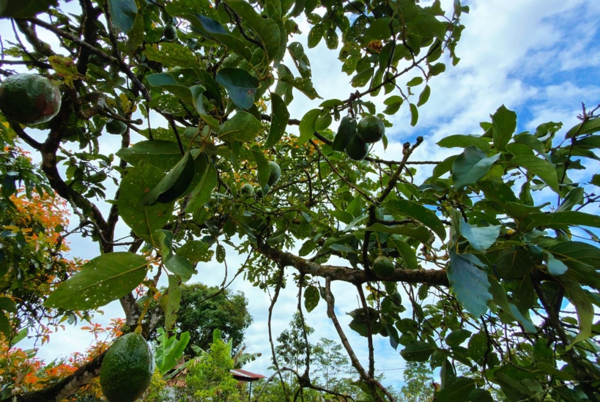 Avocado tree with hanging green avocados among glossy leaves against a blue sky