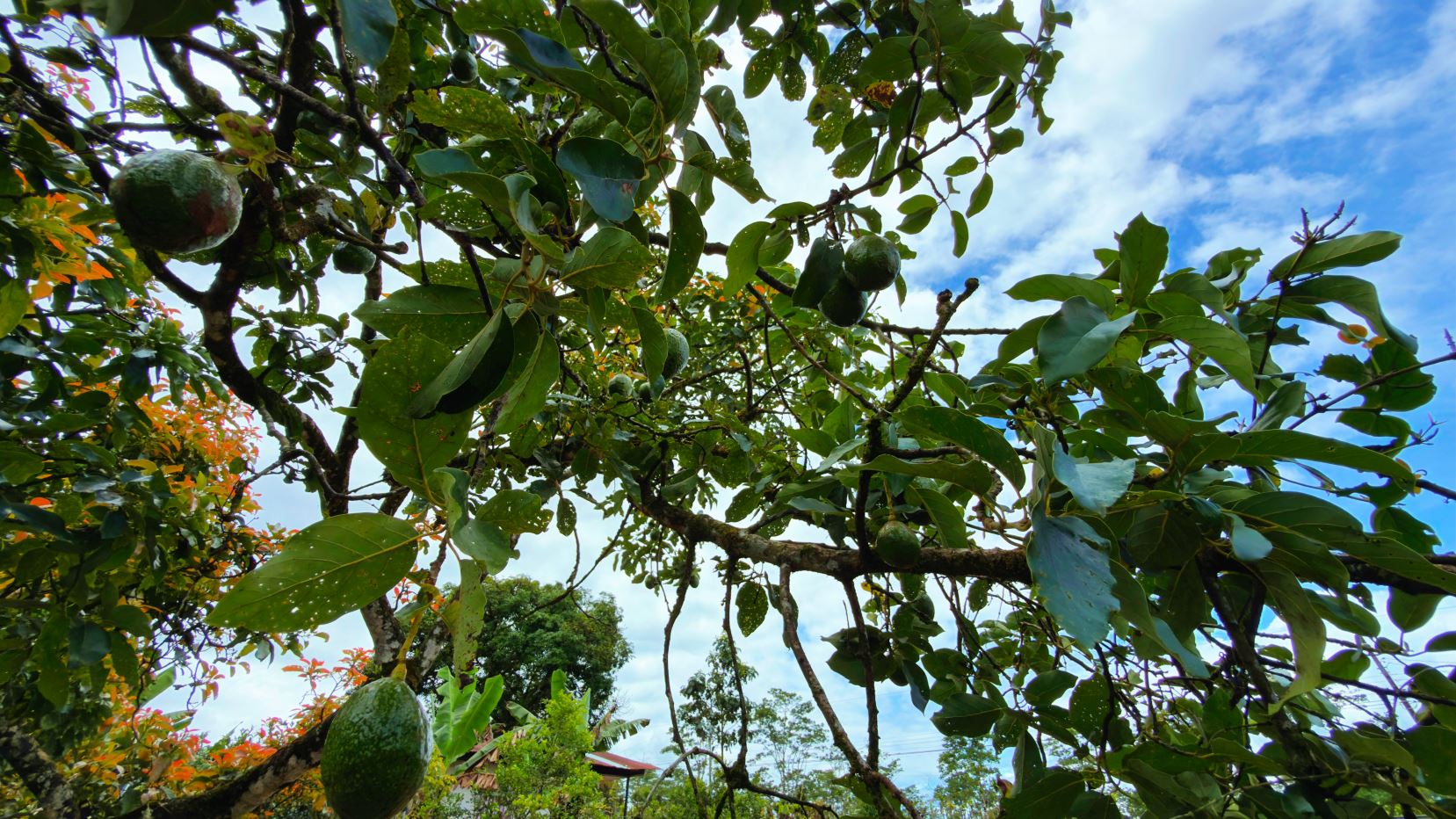 Avocado tree with hanging green avocados among glossy leaves against a blue sky