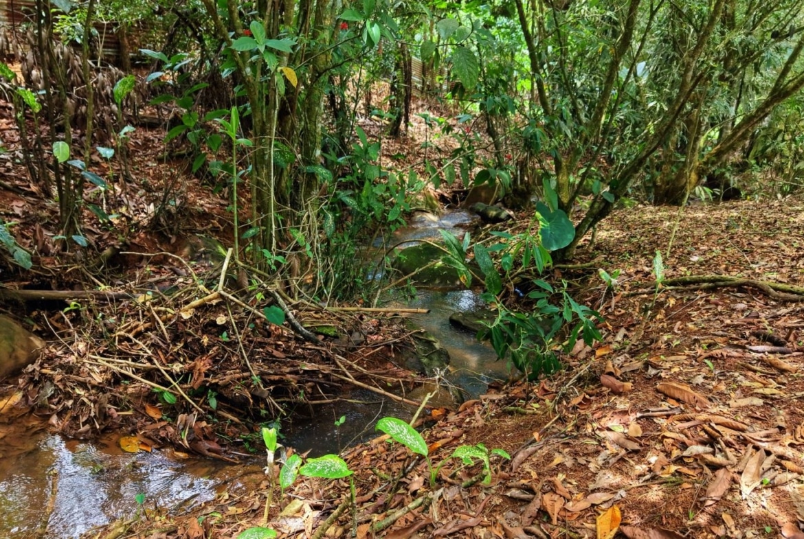 Narrow muddy stream winding through a dense forest with wet fallen leaves and tangled roots along its banks.