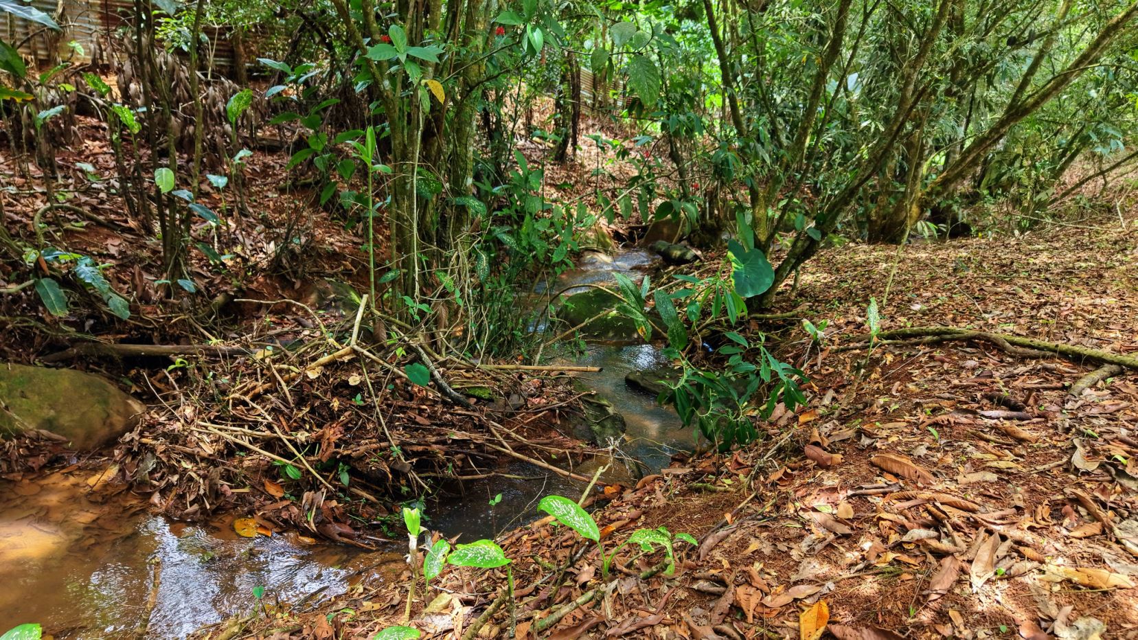 Narrow muddy stream winding through a dense forest with wet fallen leaves and tangled roots along its banks.