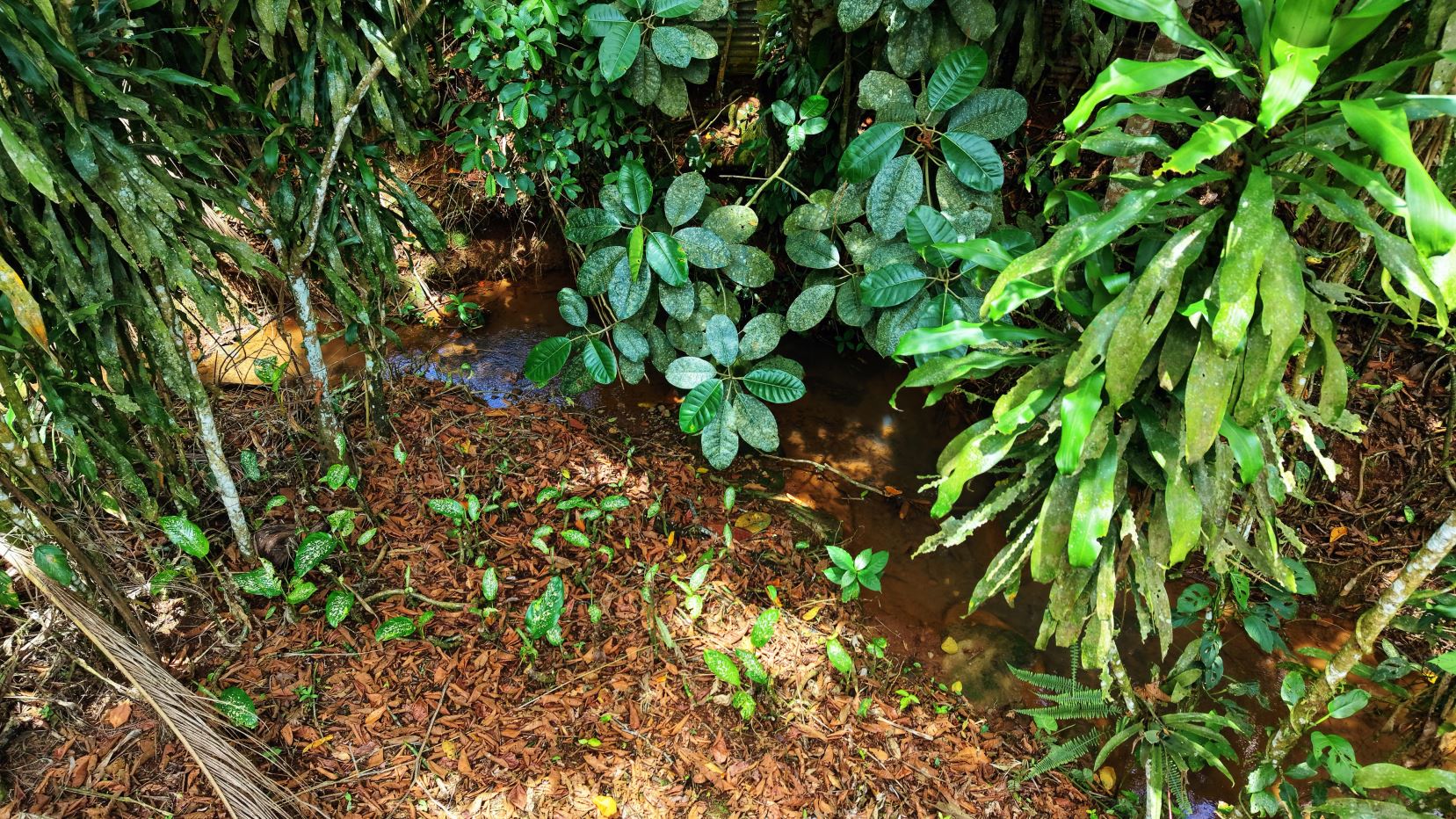 Dense tropical plants frame a muddy, shallow stream with brown leaf litter on the ground nearby.