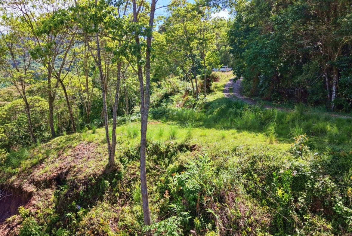 Sunlit forest path winding through green trees on a hillside, with a car parked in the distance at the trail's end.
