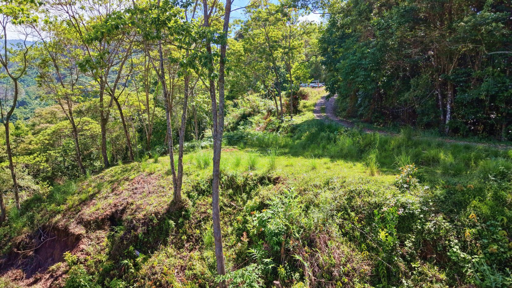 Sunlit forest path winding through green trees on a hillside, with a car parked in the distance at the trail's end.