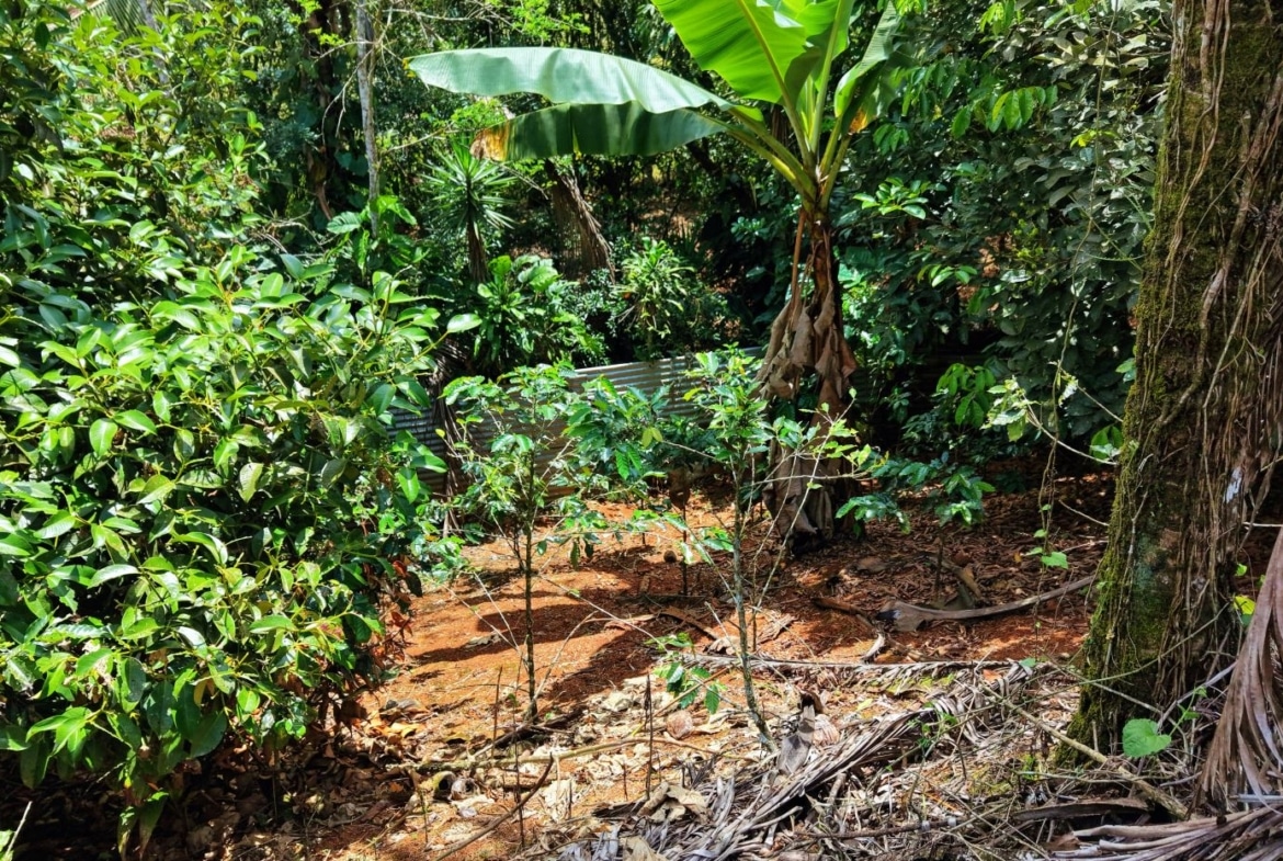Tropical garden with dense green shrubs, a banana plant, and brown soil; a corrugated metal fence visible in the background.