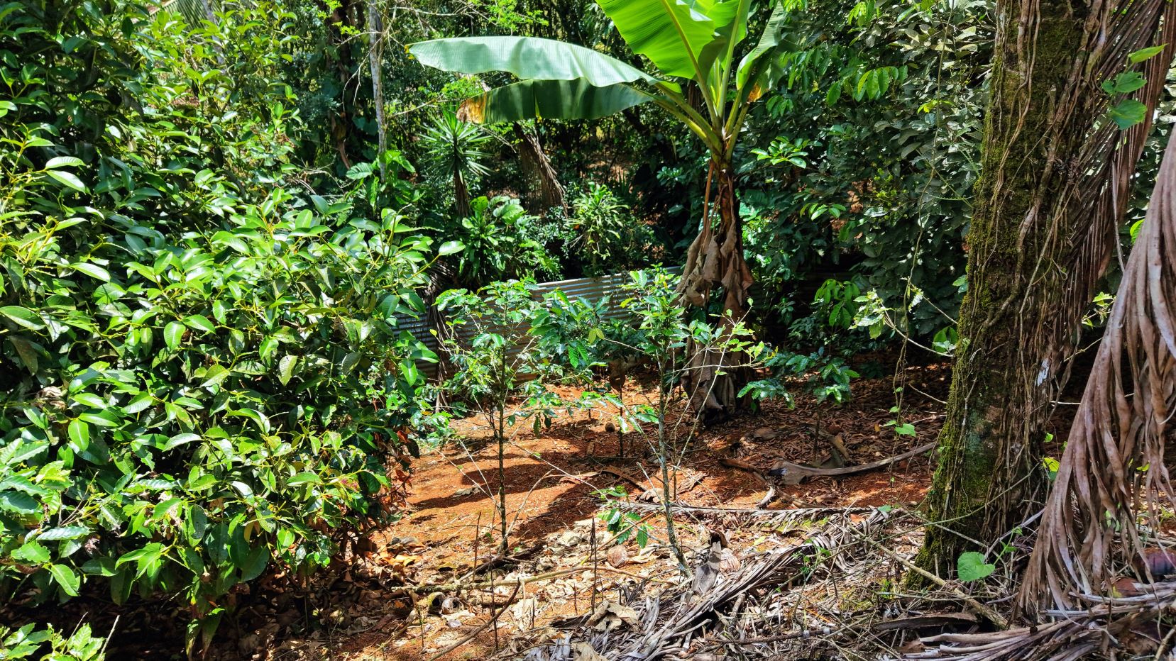 Tropical garden with dense green shrubs, a banana plant, and brown soil; a corrugated metal fence visible in the background.