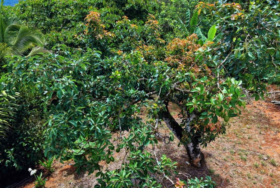 Fruit tree with glossy green leaves and small green fruit, in a lush tropical garden with orange-brown soil.
