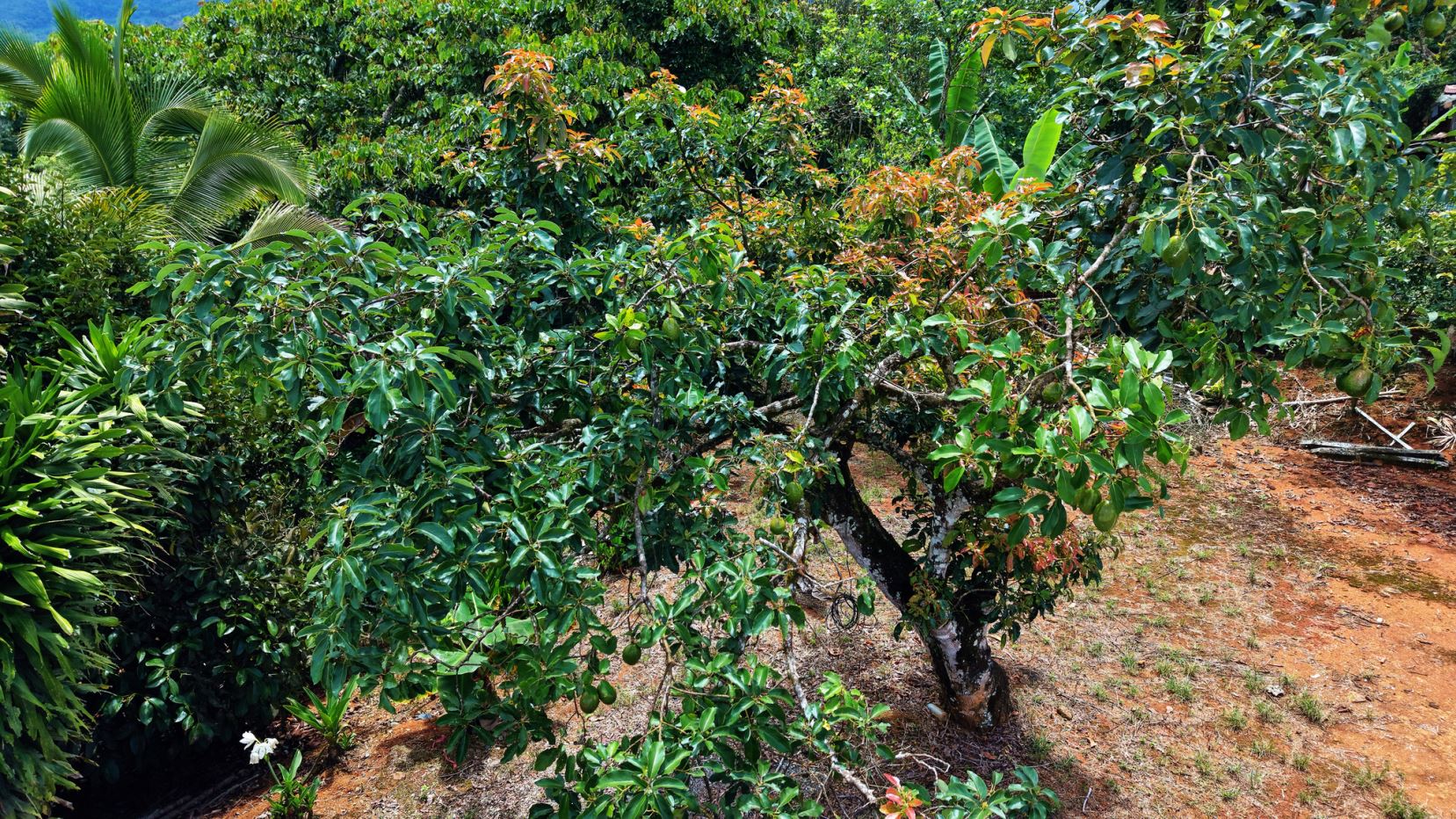 Fruit tree with glossy green leaves and small green fruit, in a lush tropical garden with orange-brown soil.