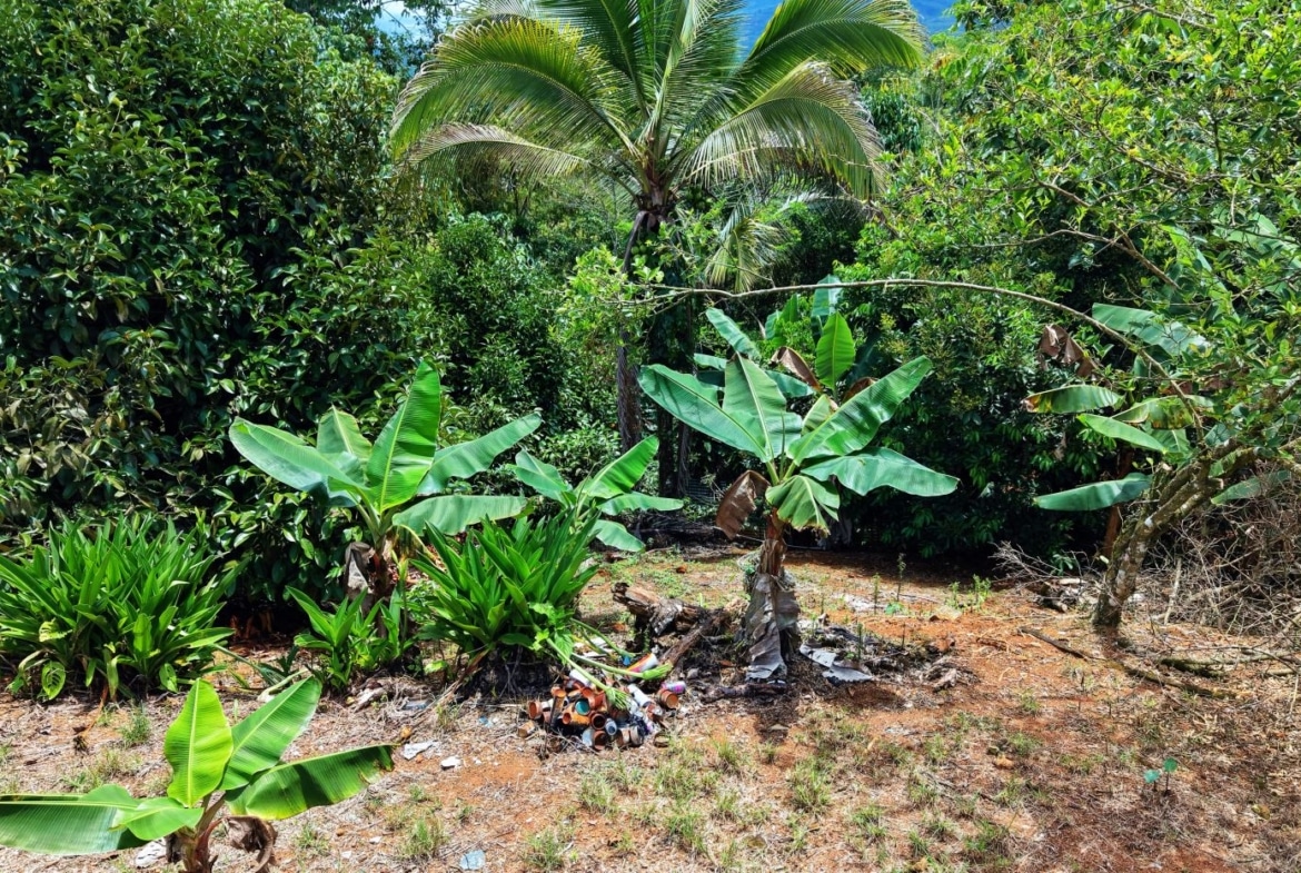 Tropical garden with banana plants and dense green shrubs; a pile of rusted cans on the ground nearby.