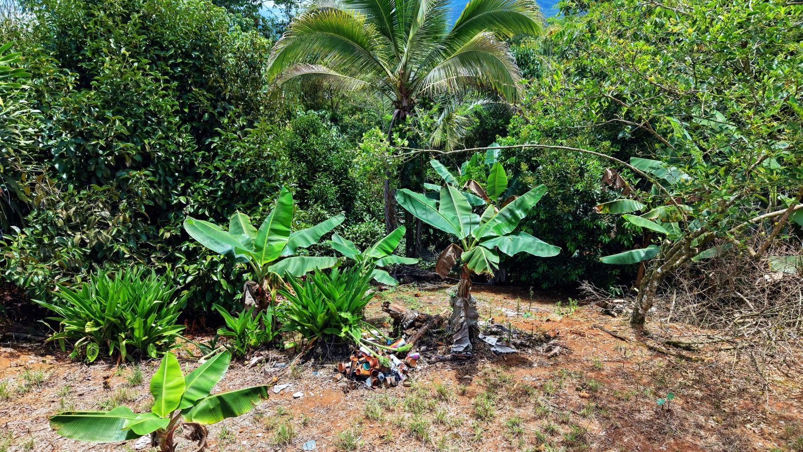 Tropical garden with banana plants and dense green shrubs; a pile of rusted cans on the ground nearby.