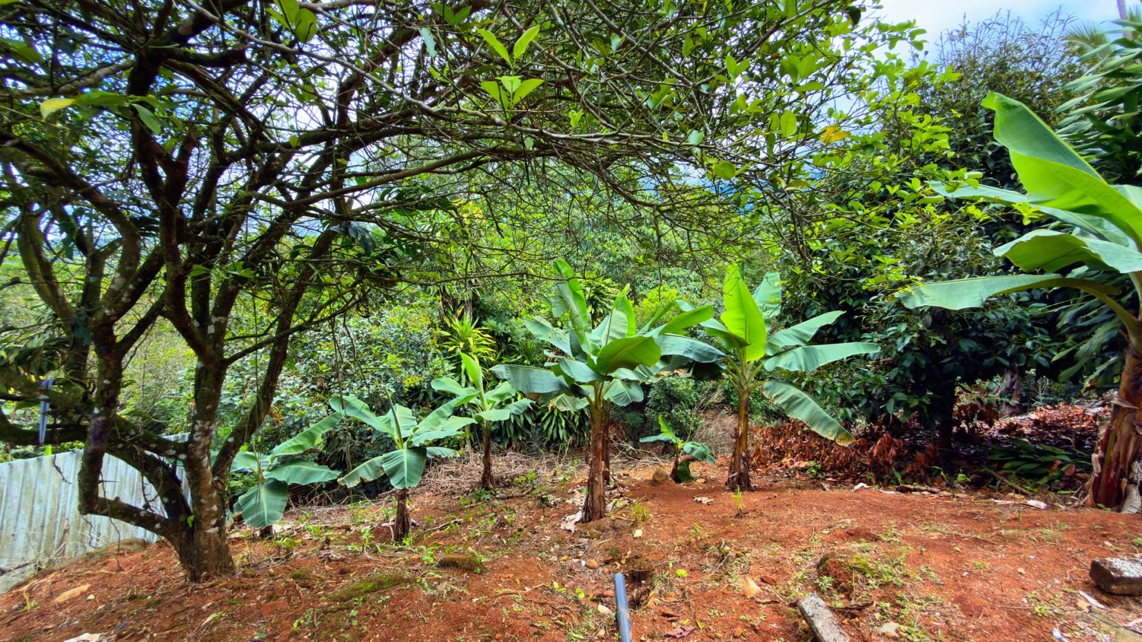 Lush backyard garden with banana plants, leafy trees, and red soil ground under a bright sky. A weathered fence runs along the left side.