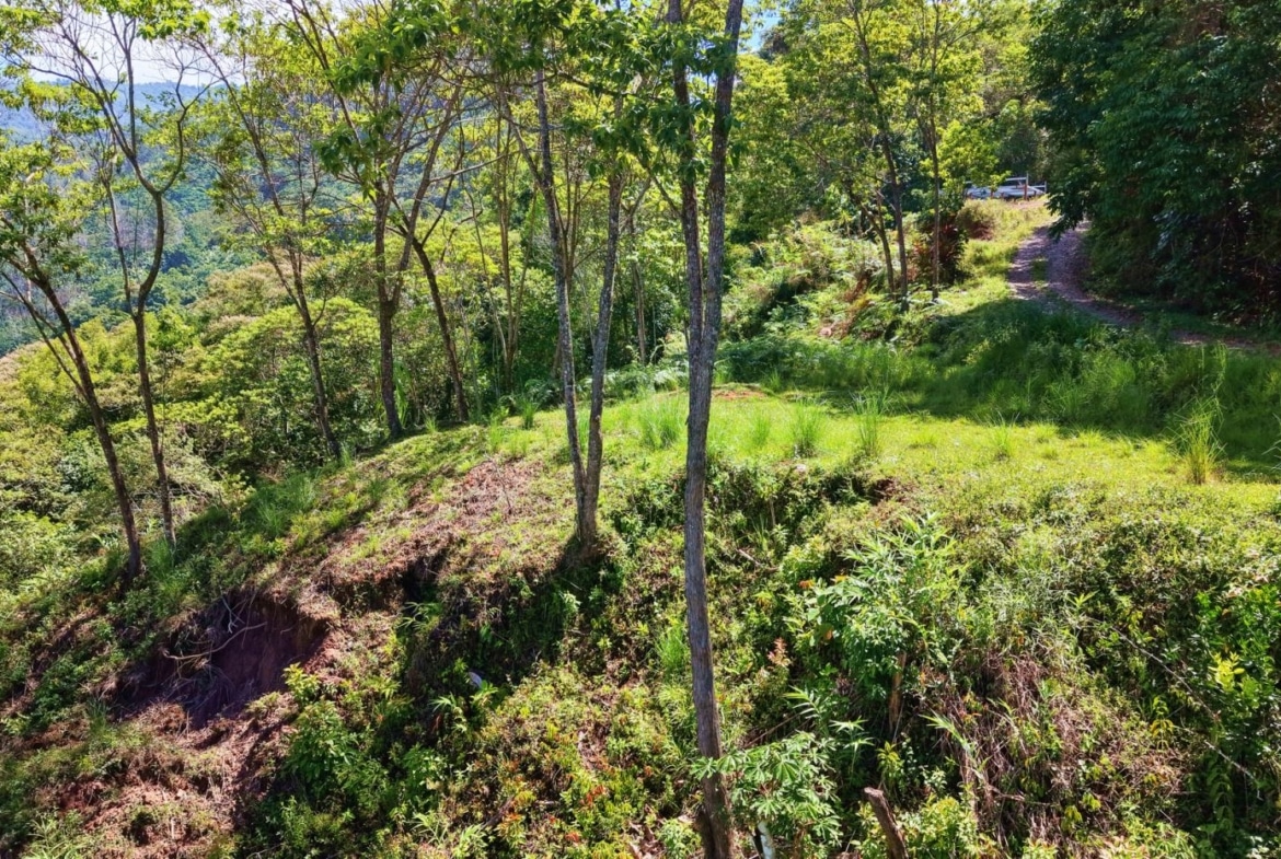 Sunlit hillside forest with a dirt path winding through trees on the right side of the image, bright greenery all around.