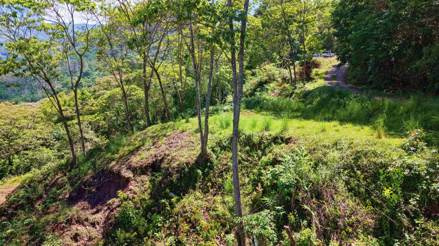 Sunlit hillside forest with a dirt path winding through trees on the right side of the image, bright greenery all around.