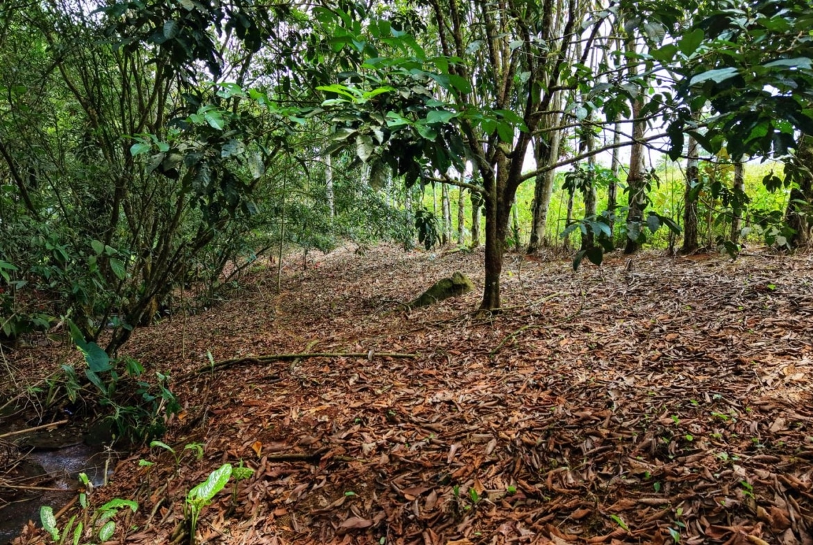 A dirt path winds through a dense forest, ground covered with brown fallen leaves and overhanging green foliage.