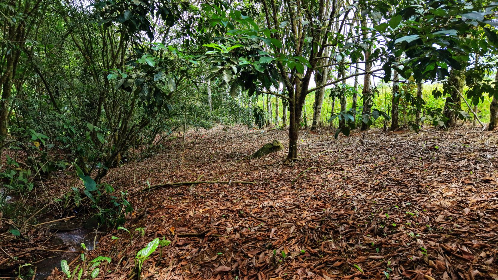 A dirt path winds through a dense forest, ground covered with brown fallen leaves and overhanging green foliage.