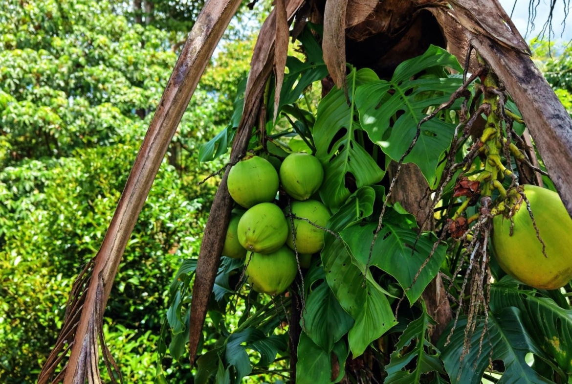 Cluster of green coconuts growing on a palm tree among large glossy leaves and dried fronds.