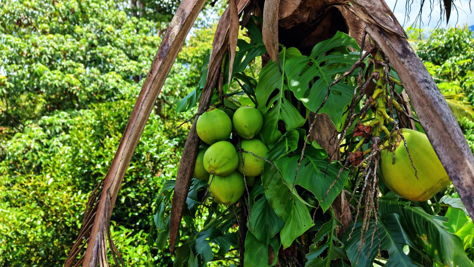 Cluster of green coconuts growing on a palm tree among large glossy leaves and dried fronds.