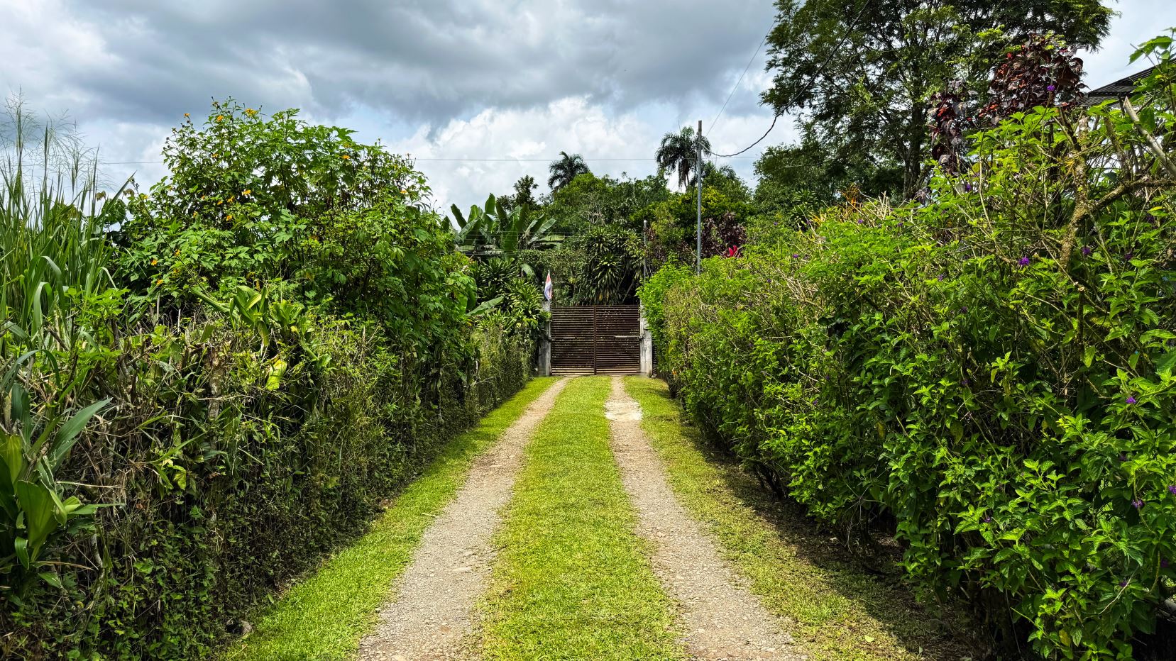 Gravel driveway with grassy center flanked by dense tropical hedges leading to a brown gate under a cloudy sky