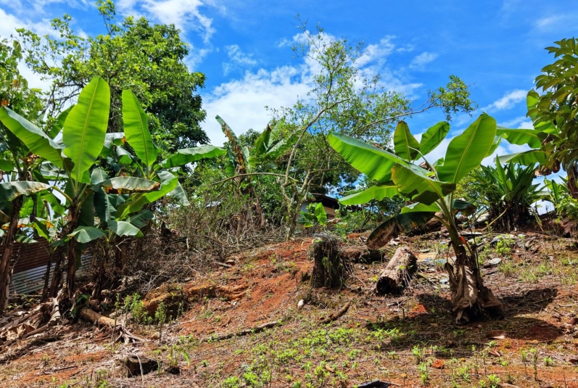 Banana plants with large green leaves on a sunny hillside, red soil and scattered debris under a bright blue sky.