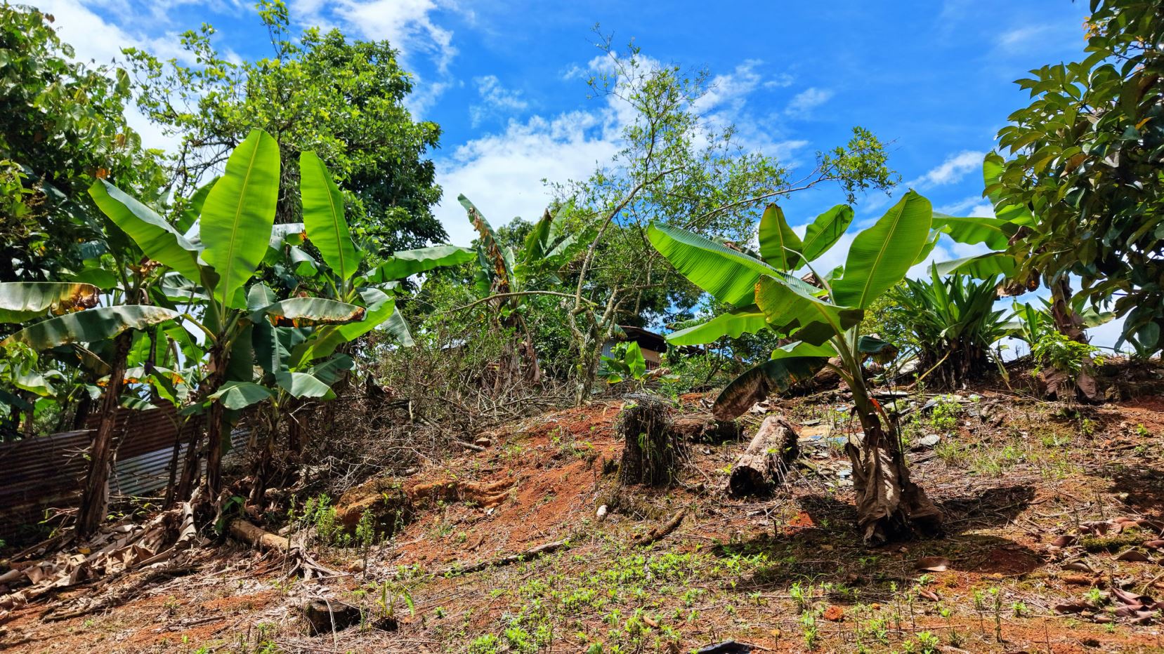 Banana plants with large green leaves on a sunny hillside, red soil and scattered debris under a bright blue sky.