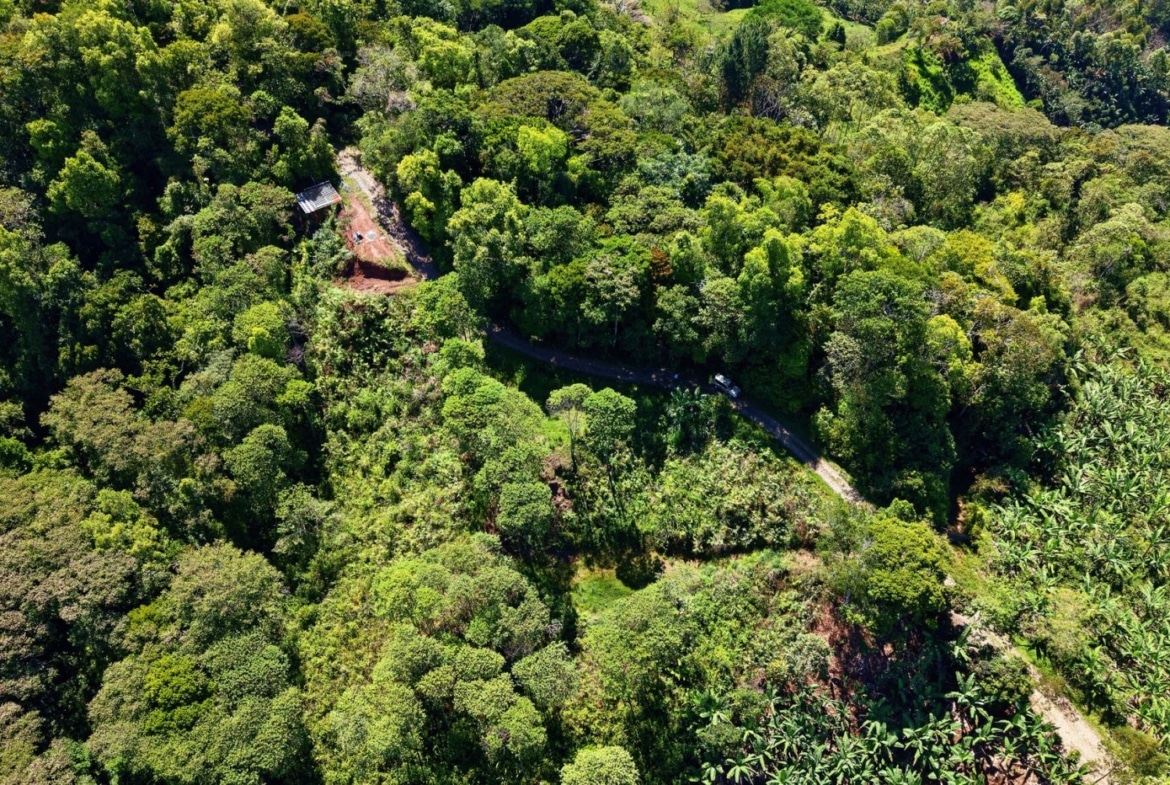 Aerial view of a dense tropical forest with a narrow winding road cutting through the greenery and a small shed by a clearing left of center.