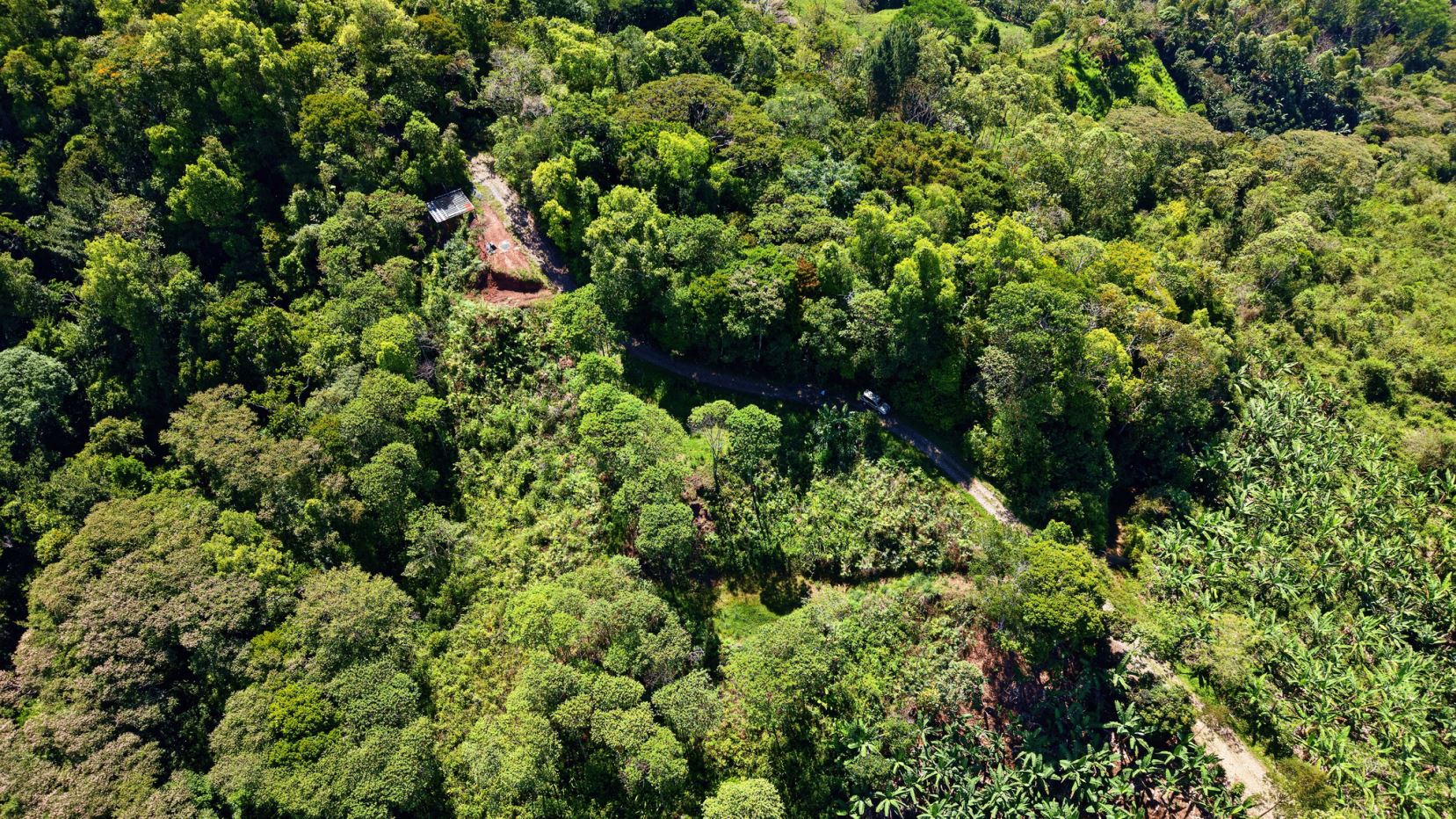 Aerial view of a dense tropical forest with a narrow winding road cutting through the greenery and a small shed by a clearing left of center.