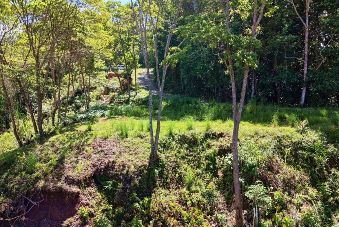 Sunlit woodland clearing with a narrow dirt path winding through green trees and grasses.