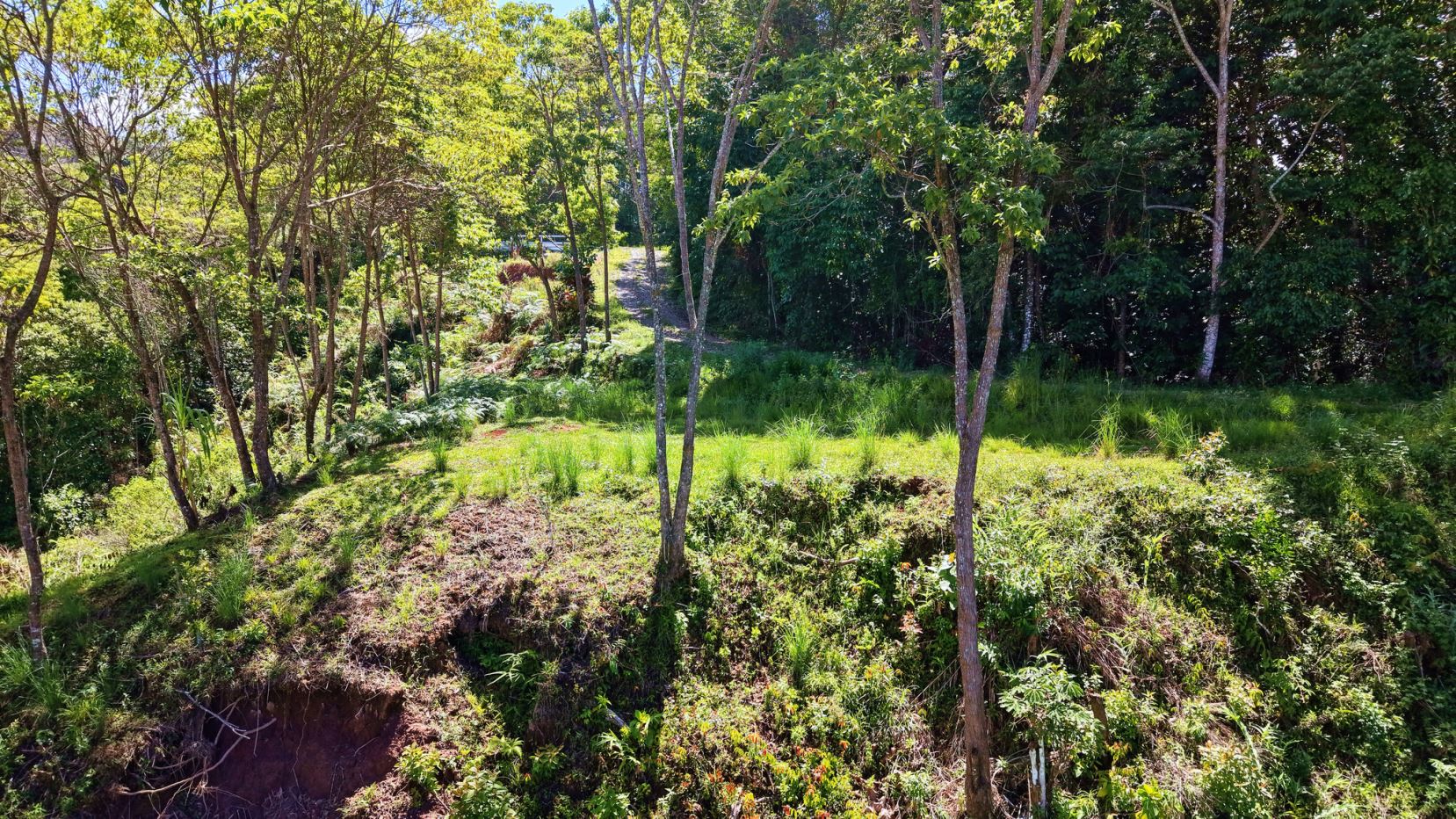 Sunlit woodland clearing with a narrow dirt path winding through green trees and grasses.