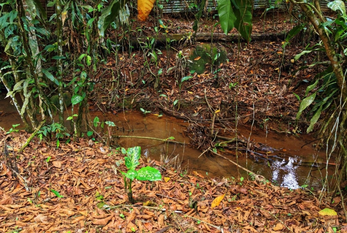Narrow muddy stream winding through a dense tropical forest with wet brown leaves scattered on the ground and vines hanging from trees.