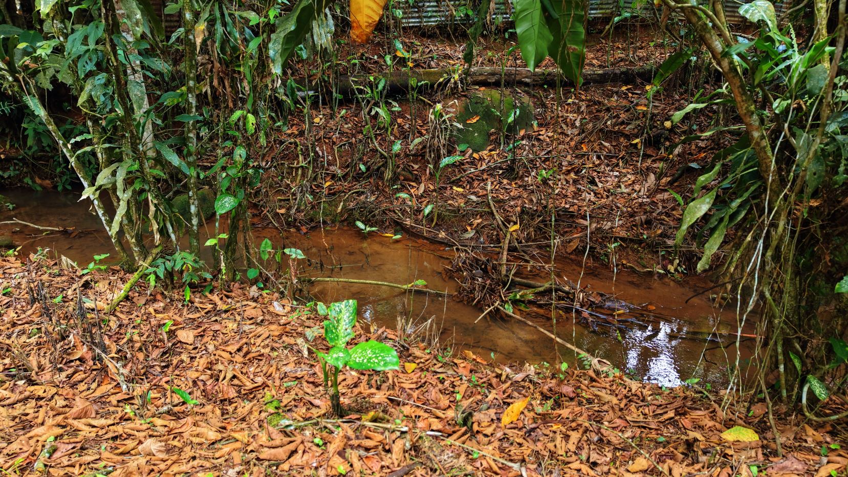 Narrow muddy stream winding through a dense tropical forest with wet brown leaves scattered on the ground and vines hanging from trees.