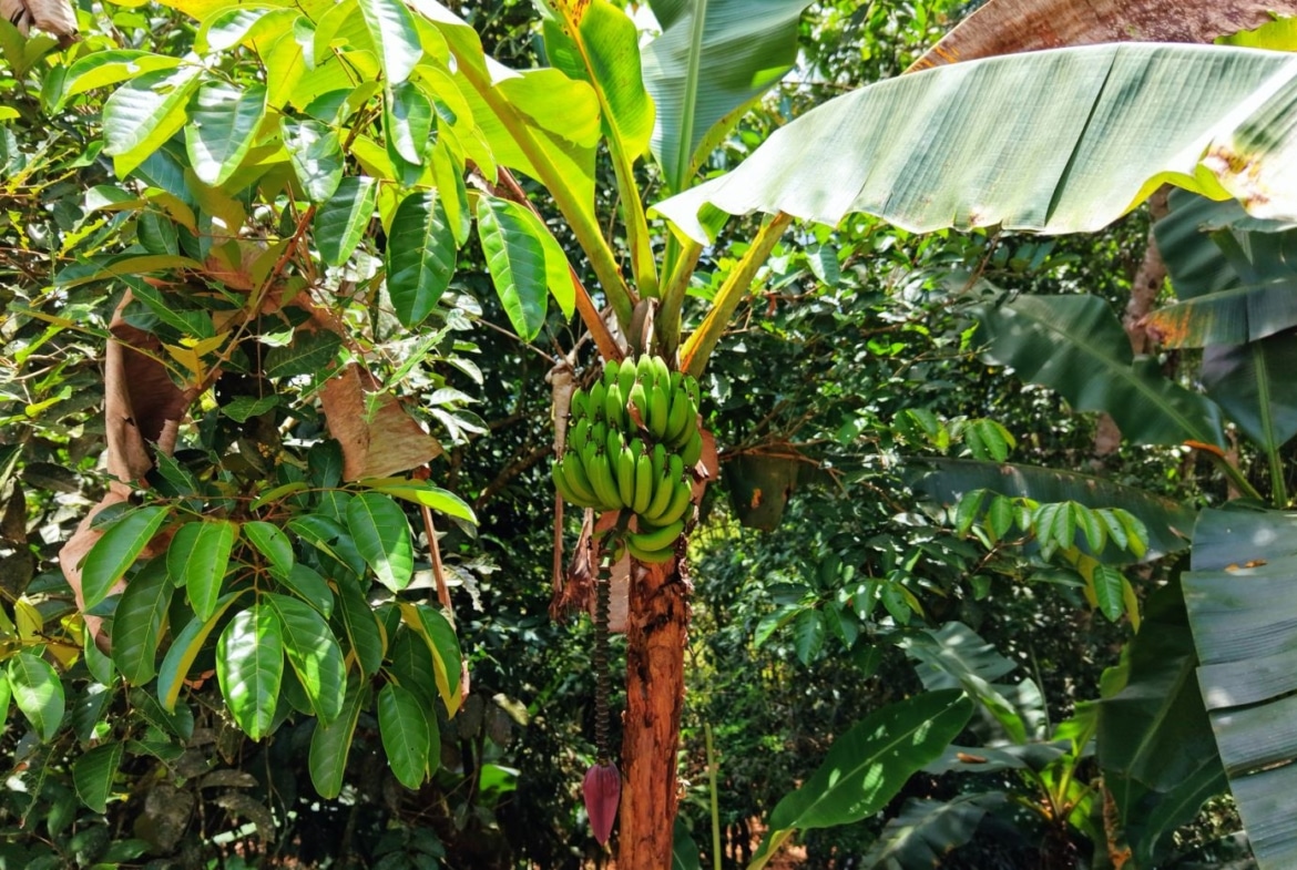 Green banana bunch hanging from a small banana tree in a lush tropical garden with dense foliage.