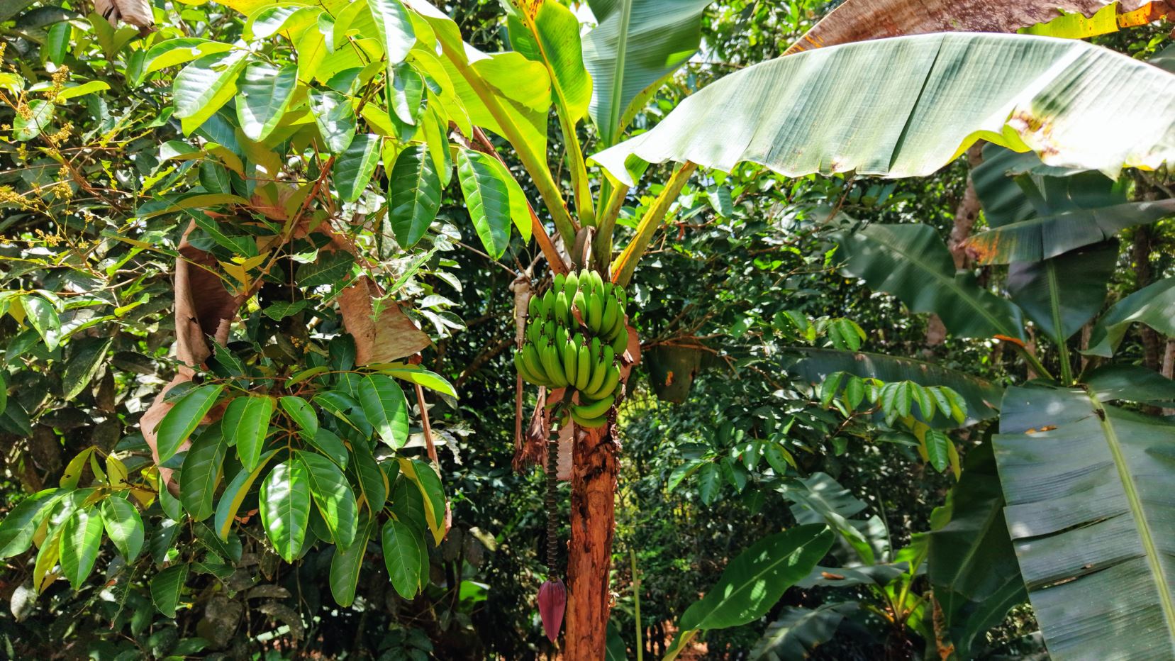Green banana bunch hanging from a small banana tree in a lush tropical garden with dense foliage.