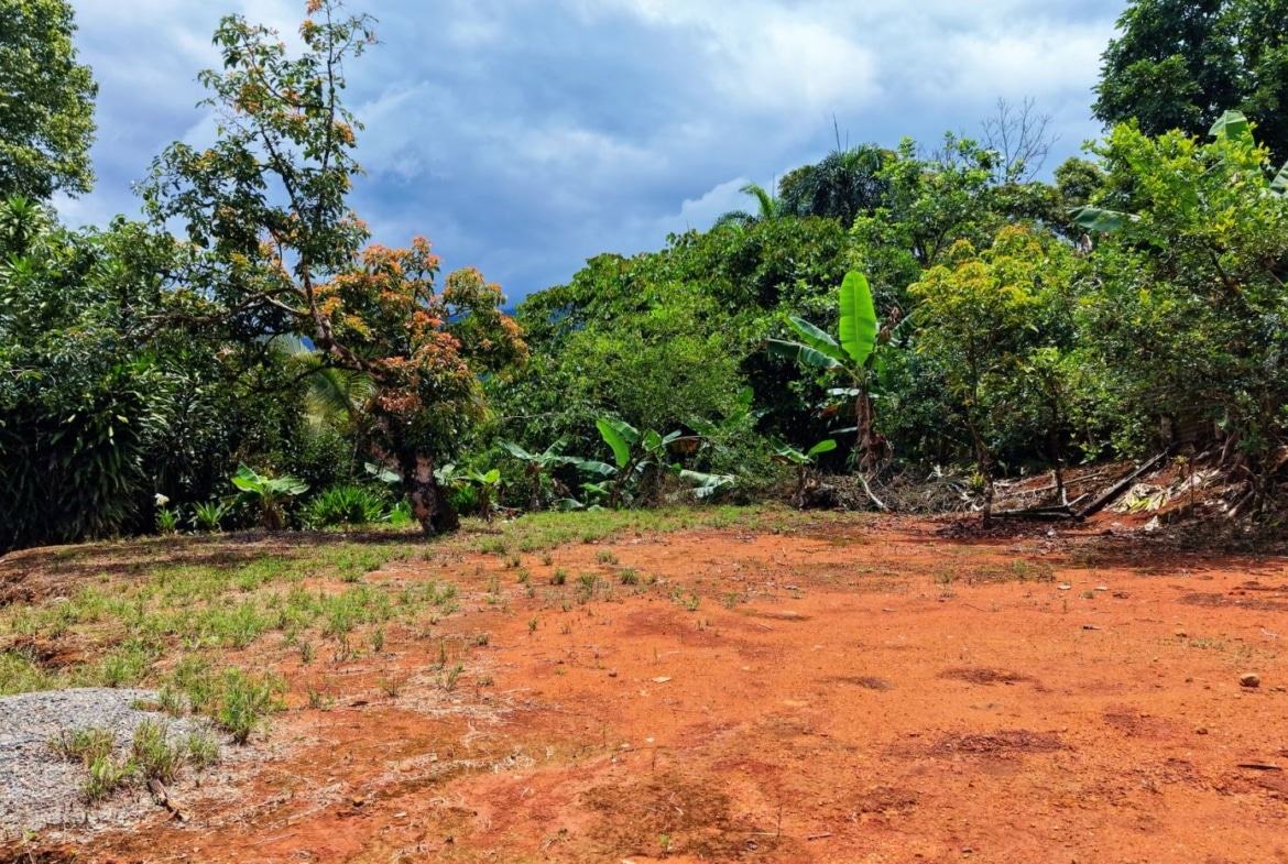 Red dirt yard with scattered grass, tropical plants, and trees under a cloudy sky. (outdoor scene)