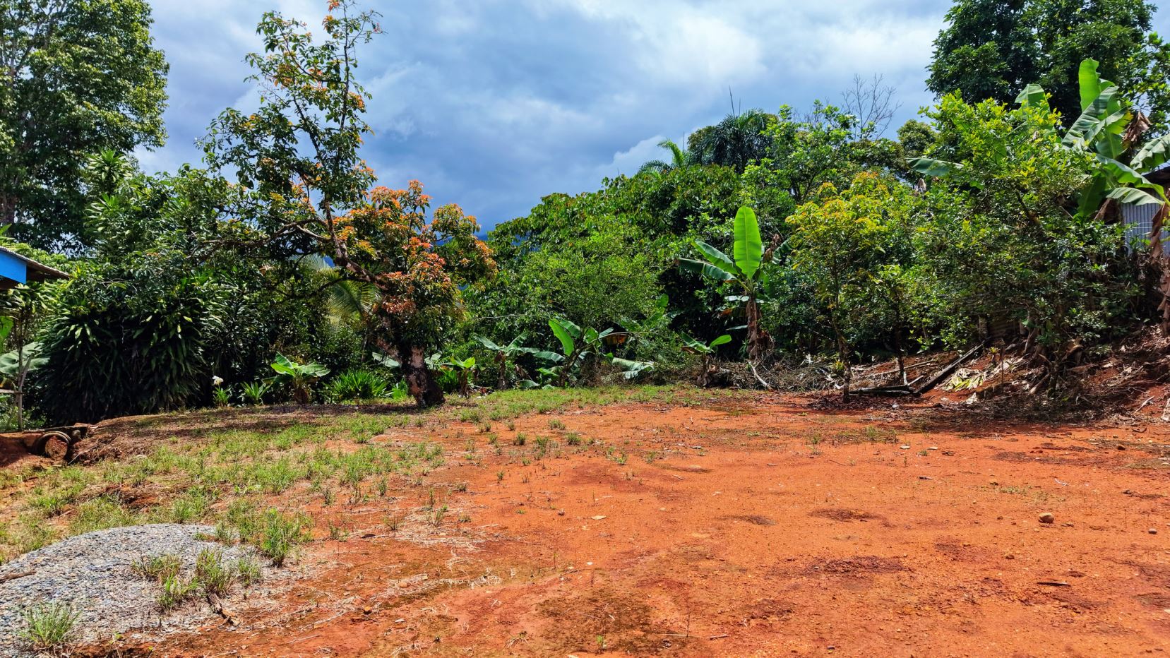 Red dirt yard with scattered grass, tropical plants, and trees under a cloudy sky. (outdoor scene)