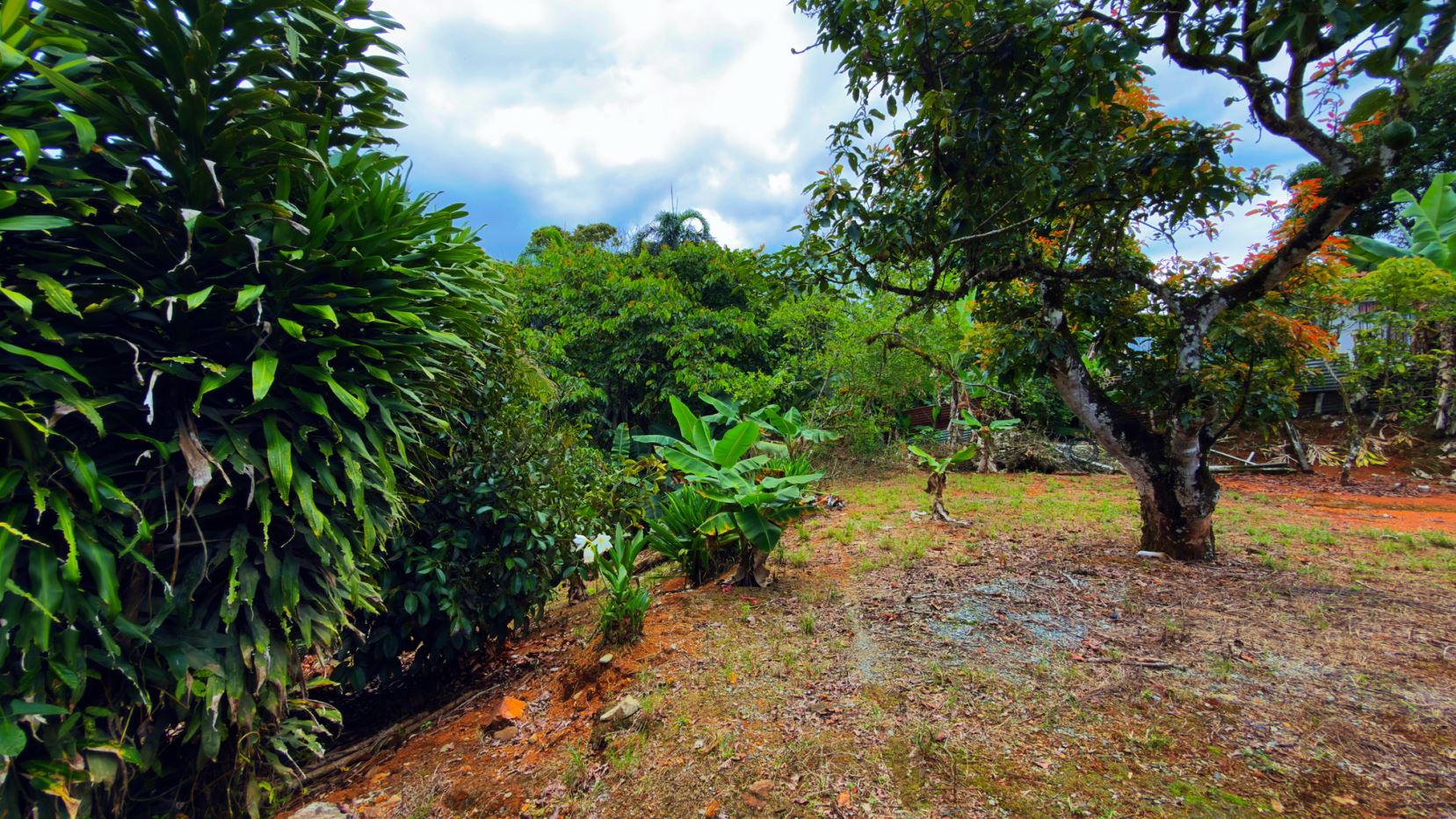 Lush tropical garden with dense green shrubs on the left, banana-like plants in the middle, and a large tree to the right against a blue, cloudy sky.
