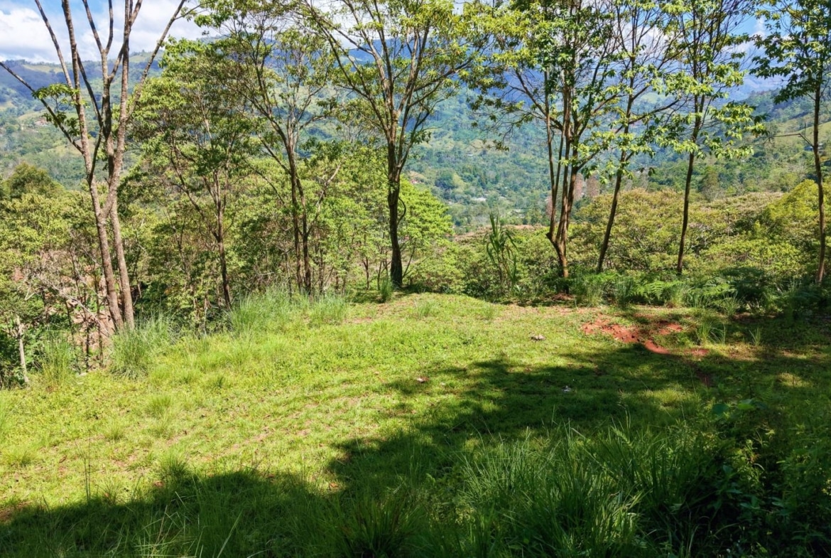 Grassy hillside clearing with slender trees, overlooking a green valley and distant hills on a sunny day.
