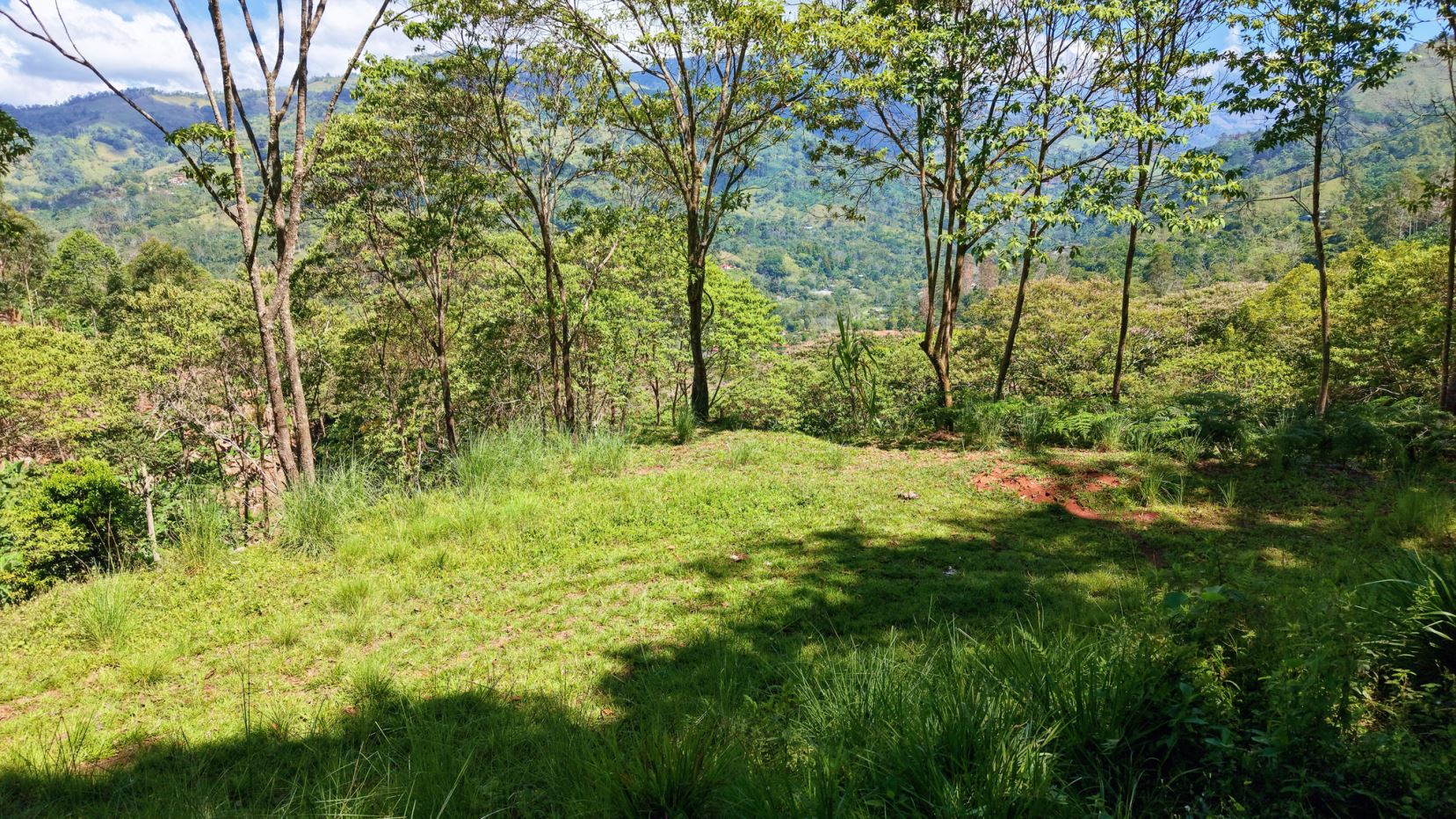 Grassy hillside clearing with slender trees, overlooking a green valley and distant hills on a sunny day.